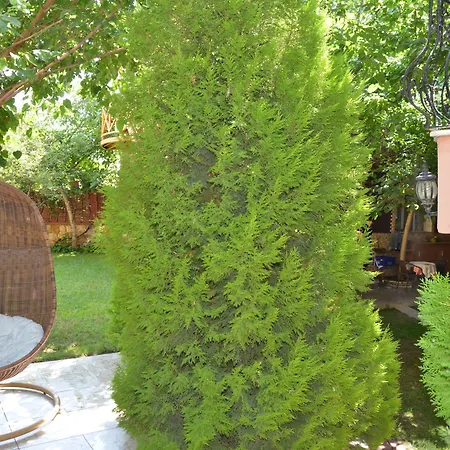 Sinter Terasse House